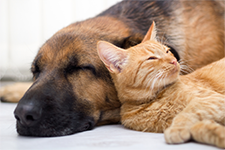 Cat and Dog cuddling together